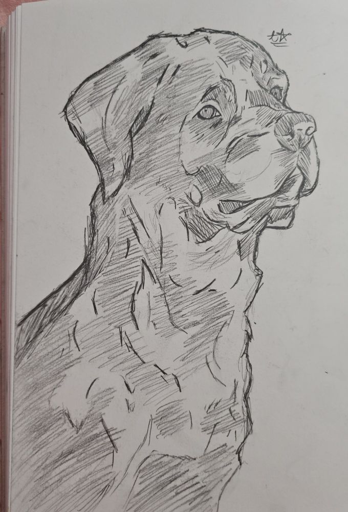 A somewhat detailed sketch of a rottweiler !
