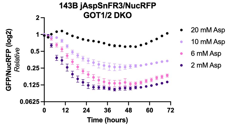 ASP (measured by GFP) declines proportionally to environmental ASP availability in ASP auxotrophs (GOT1/2 DKO cells)