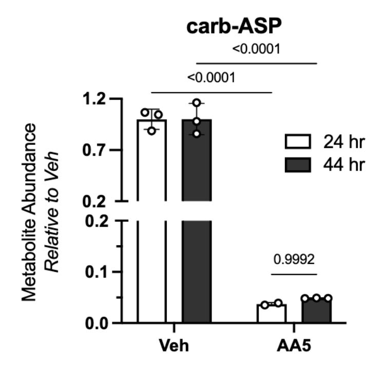 Carbamoyl-Aspartate (carb-ASP) levels are depleted by AA5 treatment at 24 hours and remain depleted at 44 hours, when ASP levels had partially recovered.