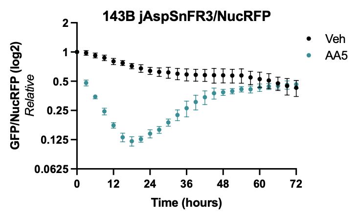 Aspartate levels, measured by the GFP/NucRFP ratio, fall for about 24 hours upon AA5 treatment, then rebound.