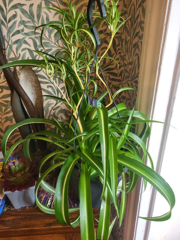 A spider plant.