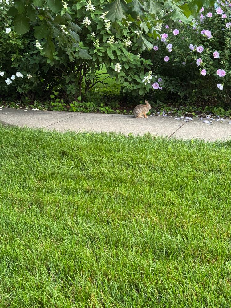 Bunny