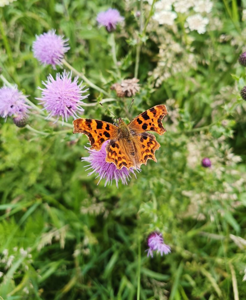 A Comma butterfly sitting on a thistle flower head.