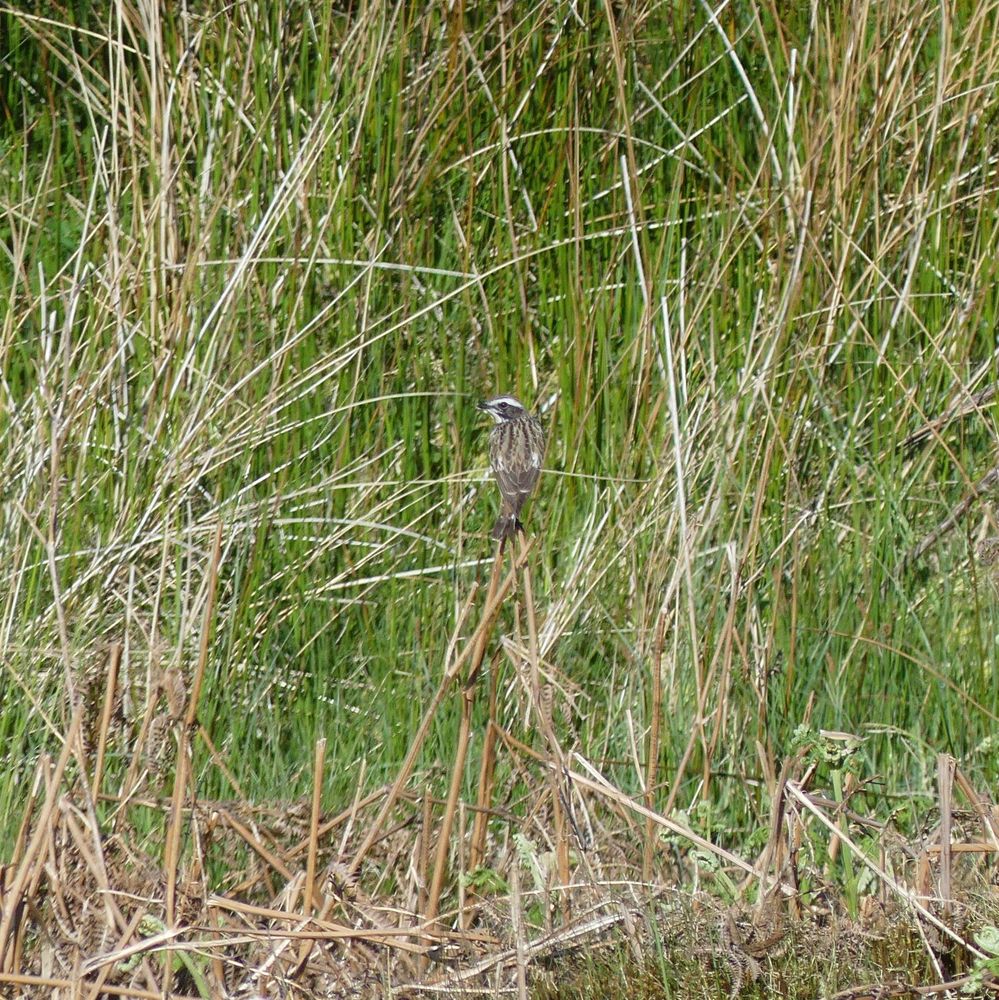 Male Whinchat sitting on a grass stem, surrounded by dried grass