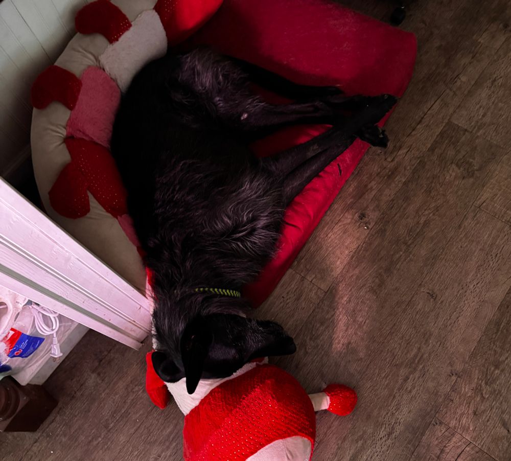 Black shaggy dog laying on her side on a red dog beg with large plush caterpillar dog pillow. The dogs legs are crossed in a way that make her look like a triangle 