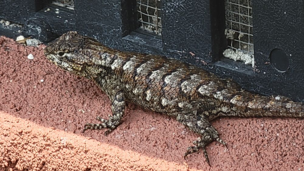A close-up picture from behind of an Eastern Fence Lizard cautiously observing its environment as it rests within the shade.