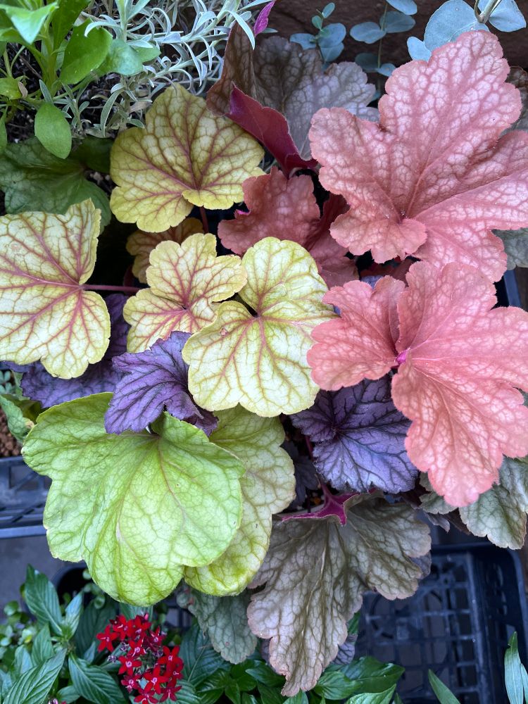 今一番きれいなヒューケラ