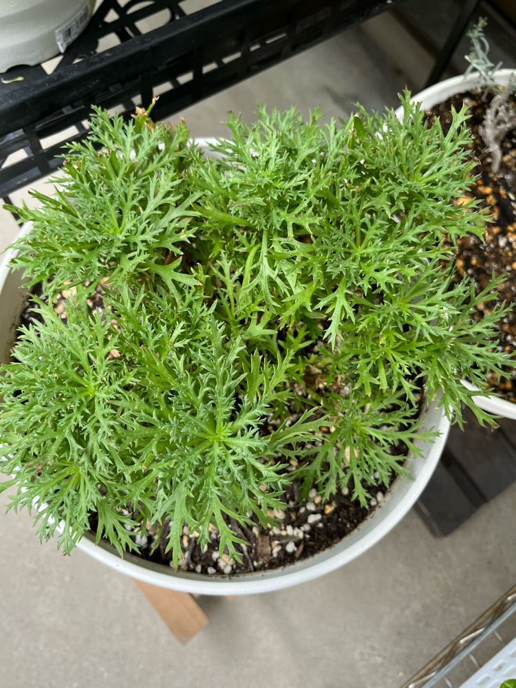 夏越ししたマーガレット あずきちゃん