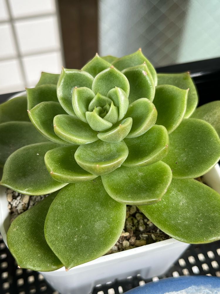 一度外側の葉が透明になり始めていたものが踏み止まって夏を越したエケベリア アイスシティ