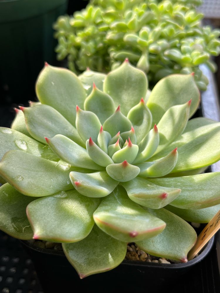 エケベリア 桃太郎