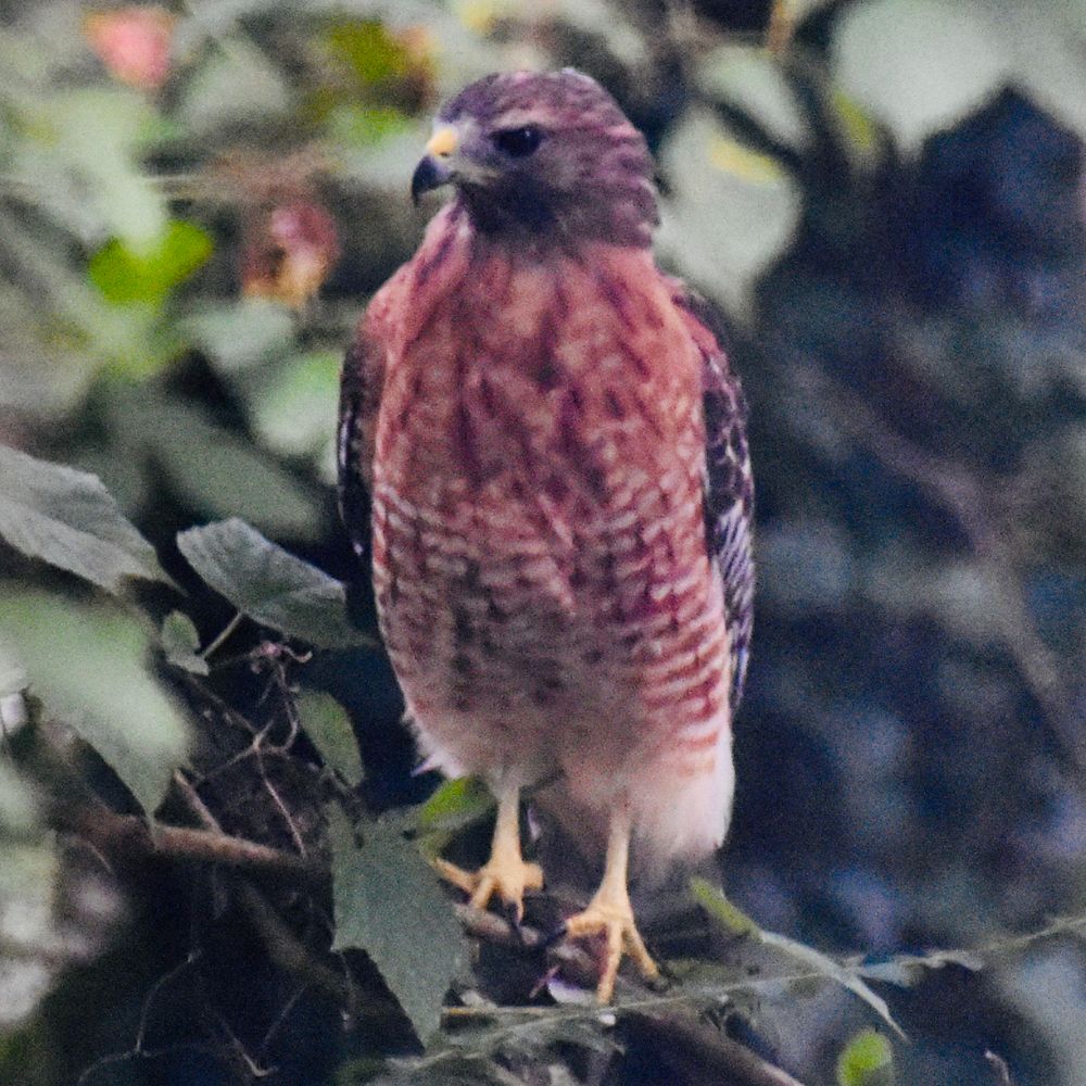 Hawk perched on a branch in a wooded area. 