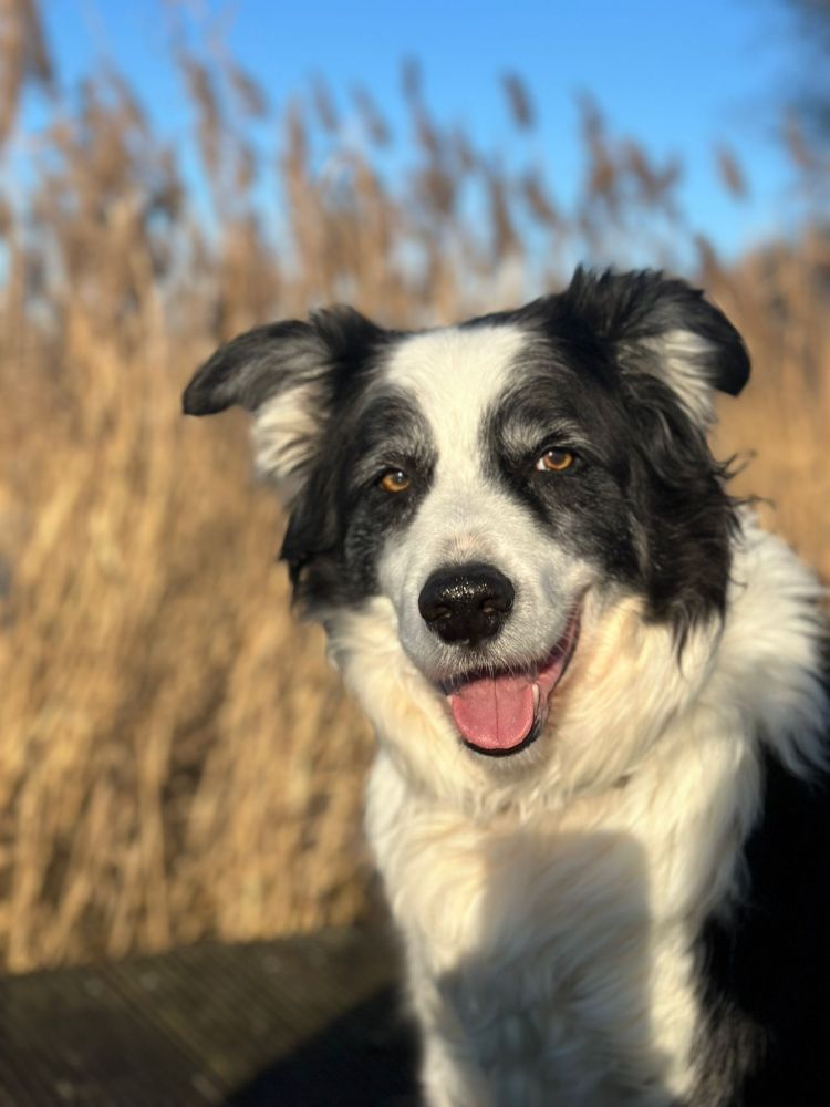 Het hoofd van een bordercollie.