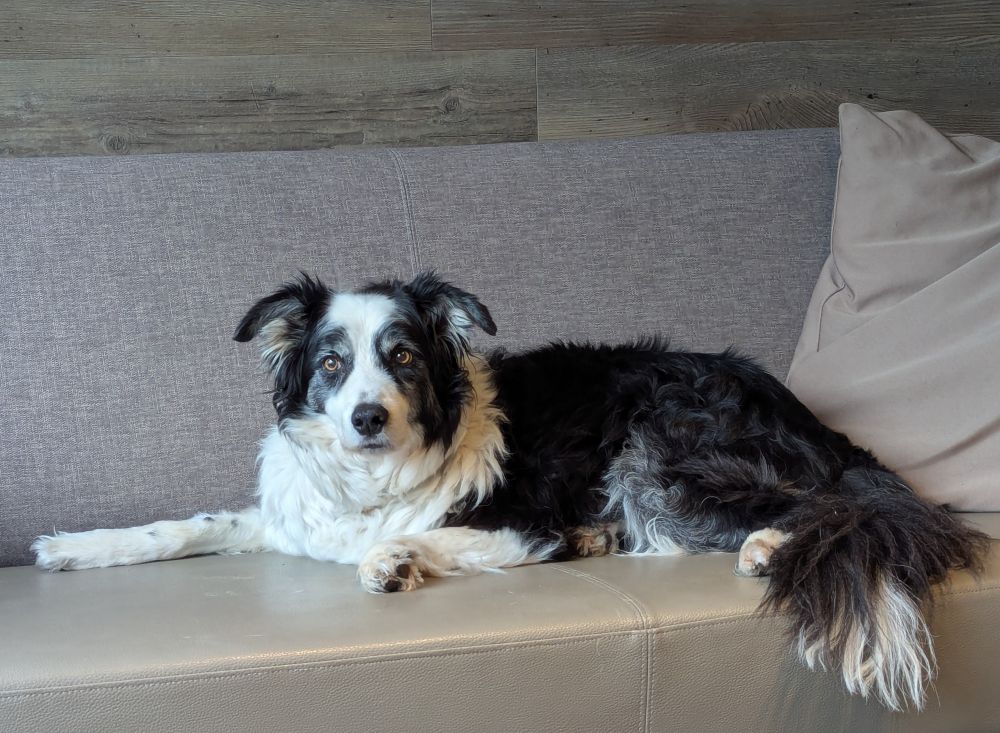 Een bordercollie die op een bank ligt.