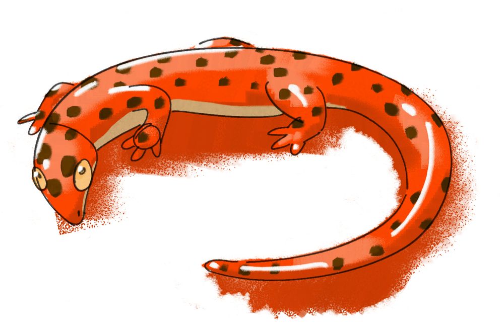 desenho de uma salamandra laranja com bolinhas pretas