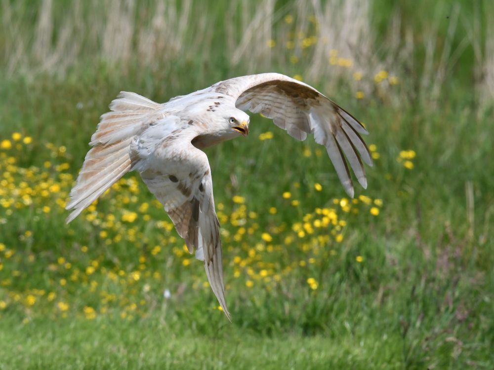 Leucistic red kite