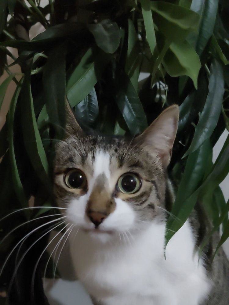 Tabby small cat with the mouth closed around many leaves