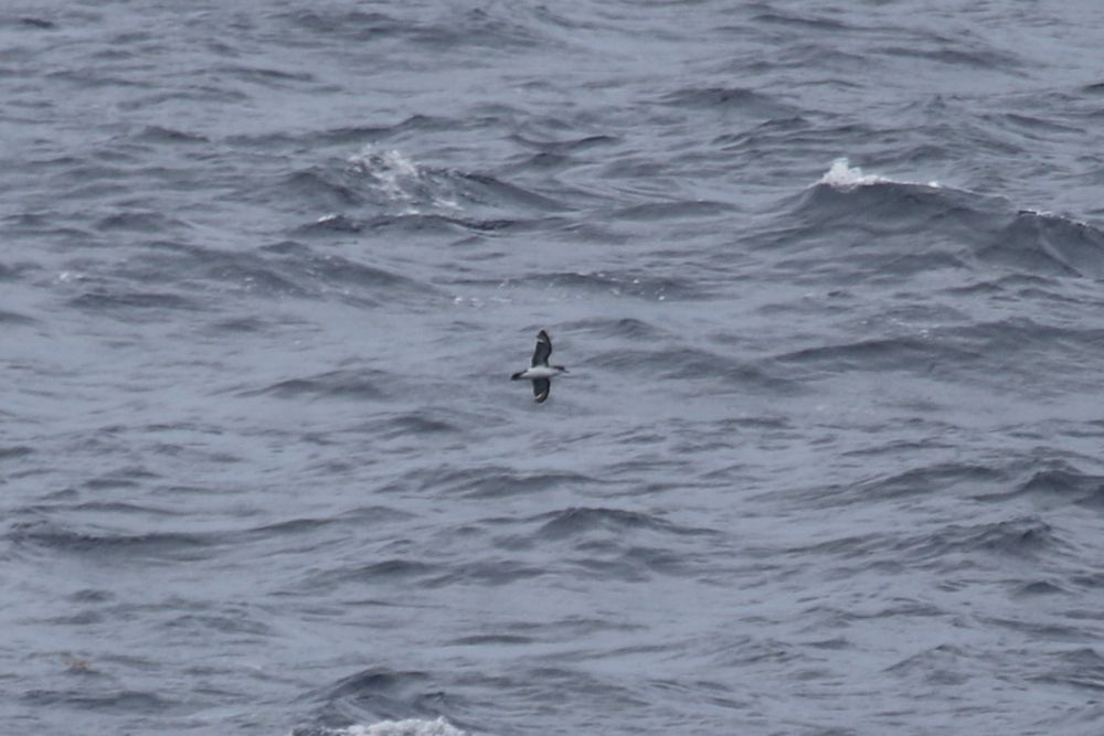 Barolo Shearwater