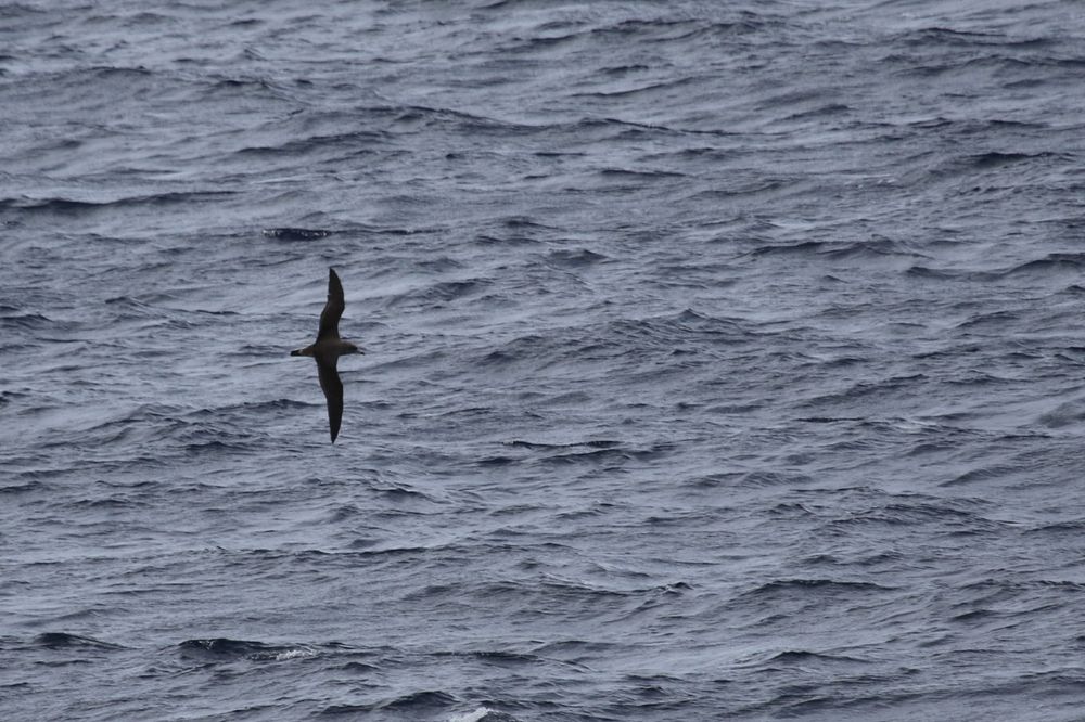 Cory's Shearwater