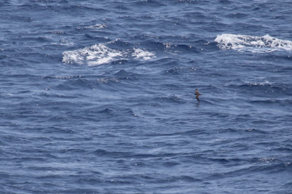 Bulwer's Petrel