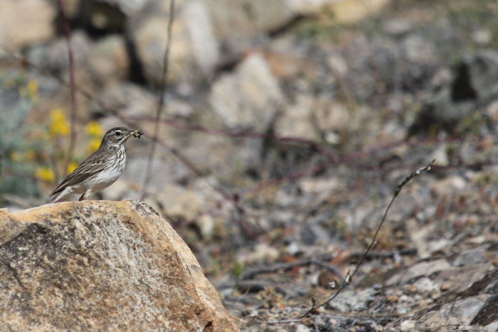 Berthelot's Pipits are common across the Canaries