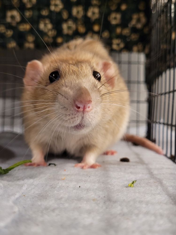 A blonde dumbo rat looks curiously towards the viewer while standing on some pale blue fleece