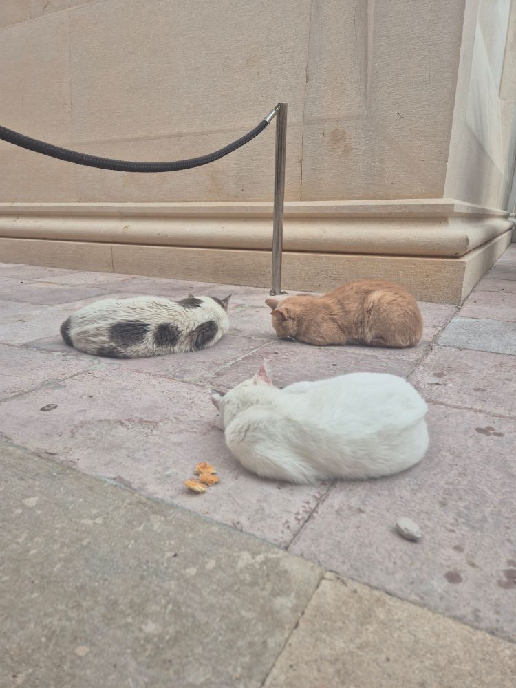 Three cats - one black & white, one orange, one white - curled up sleeping. This is outside a church.