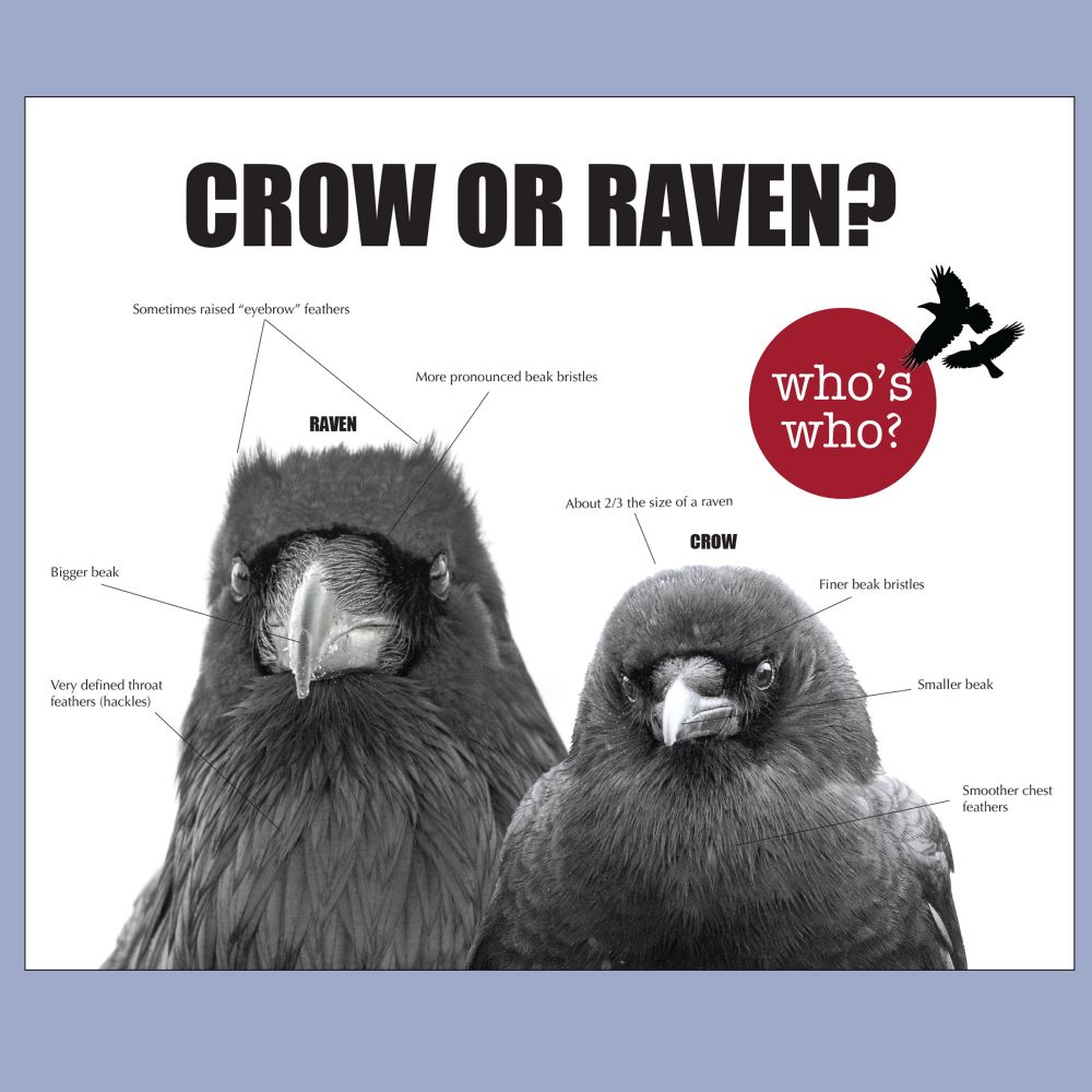 Close up photos of crow and ravens from the City Crow Calendar with notes on how one bird differs from the other.