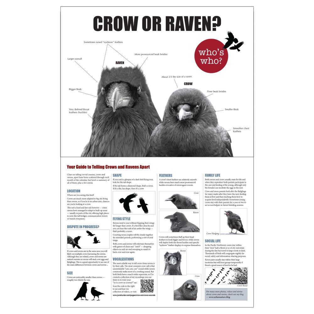 Layout of the “How To Tell Crows And Ravens Apart” section of the 2025 City Crow Calendar — includes photos and tips on telling them apart via appearance, location and behaviour.