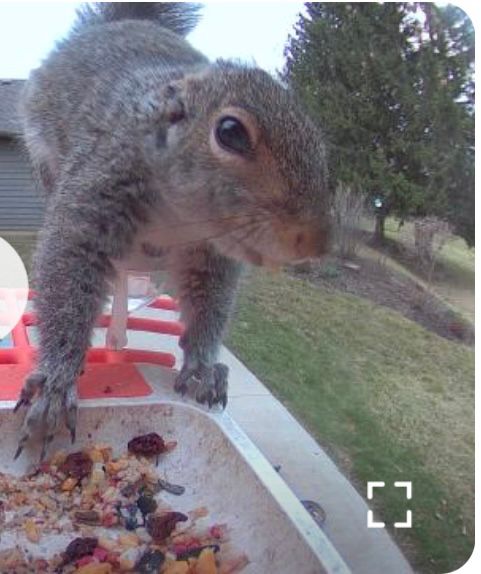 One of our family of squirrels eating from the squirrel feeder they share with the birds