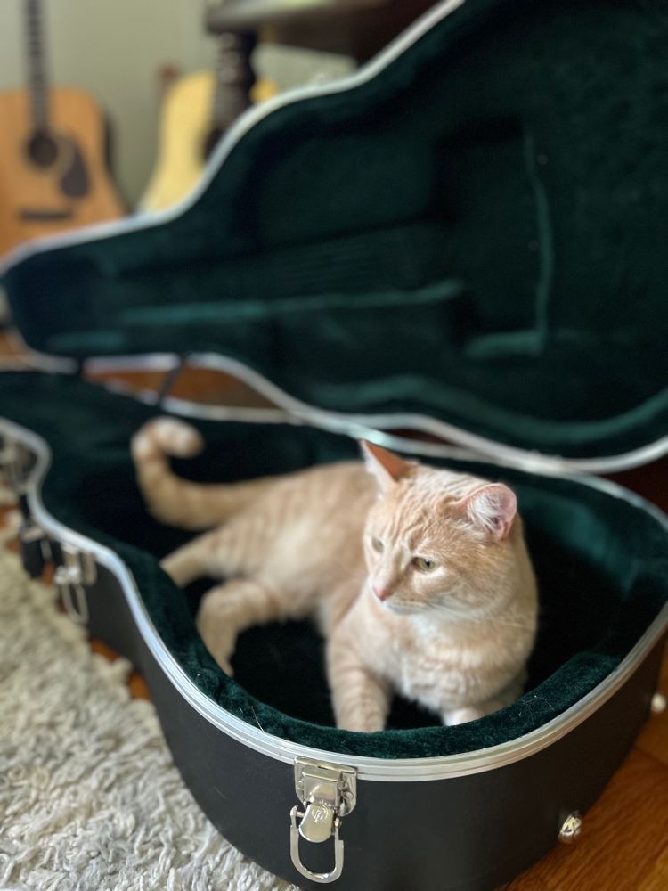 Cat chillin’ in a guitar case with two guitars in the background