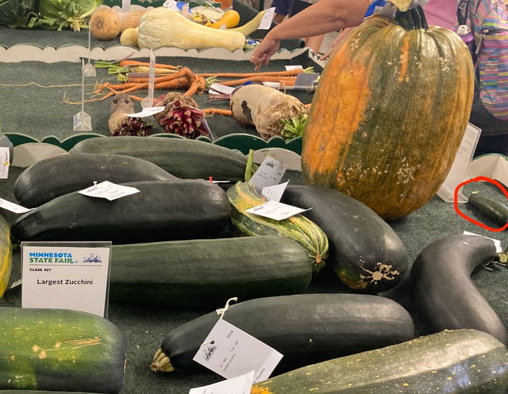 tiny lil zucchini in a sea of enormous ones. it's circled in red