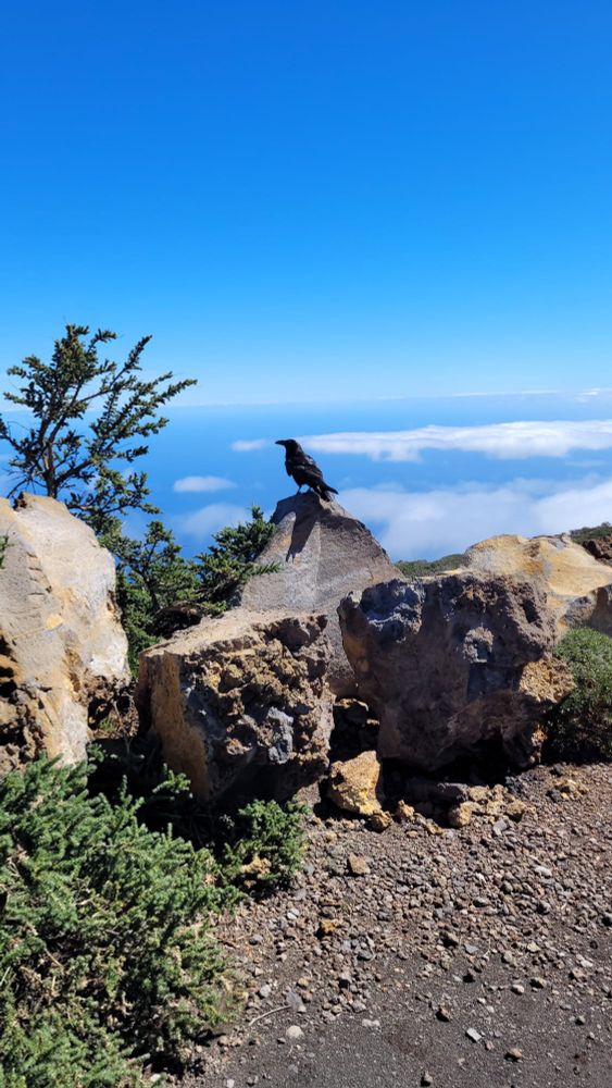 La Palma on top of Roque de los muchachos. A black bird sits on a rock. In the background clouds seen from above
