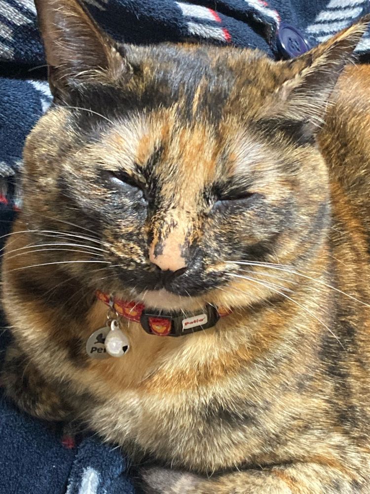 #サビ猫はいいぞ　#ちかちゃん日記　#猫好きさんと繋がりたい