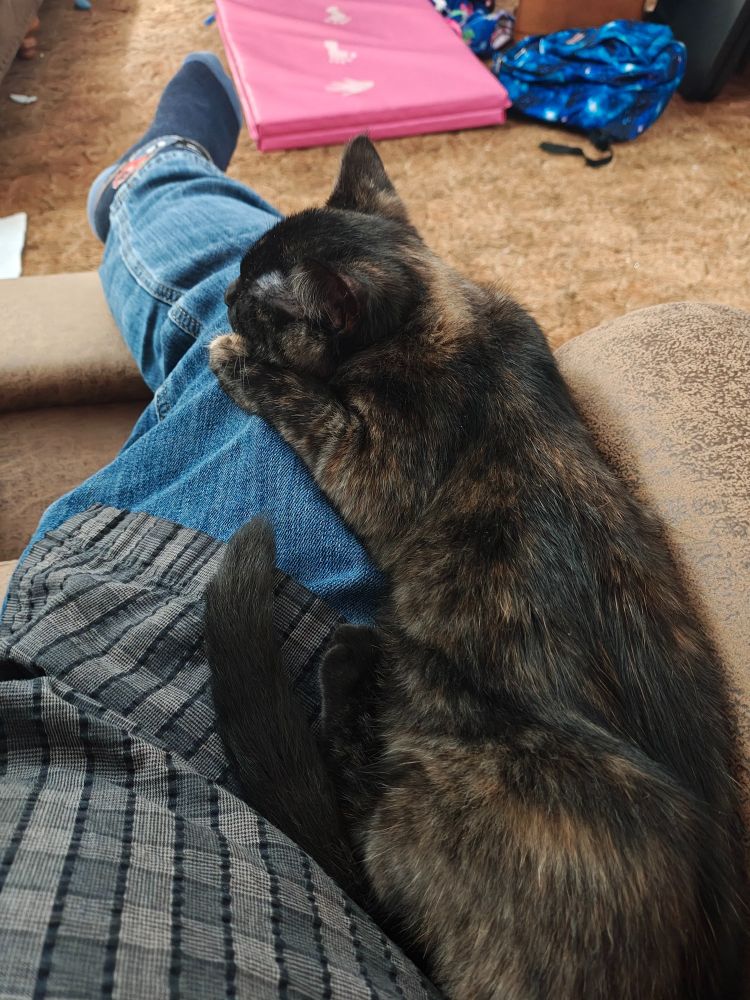 Shadow the tortoise shell cat.