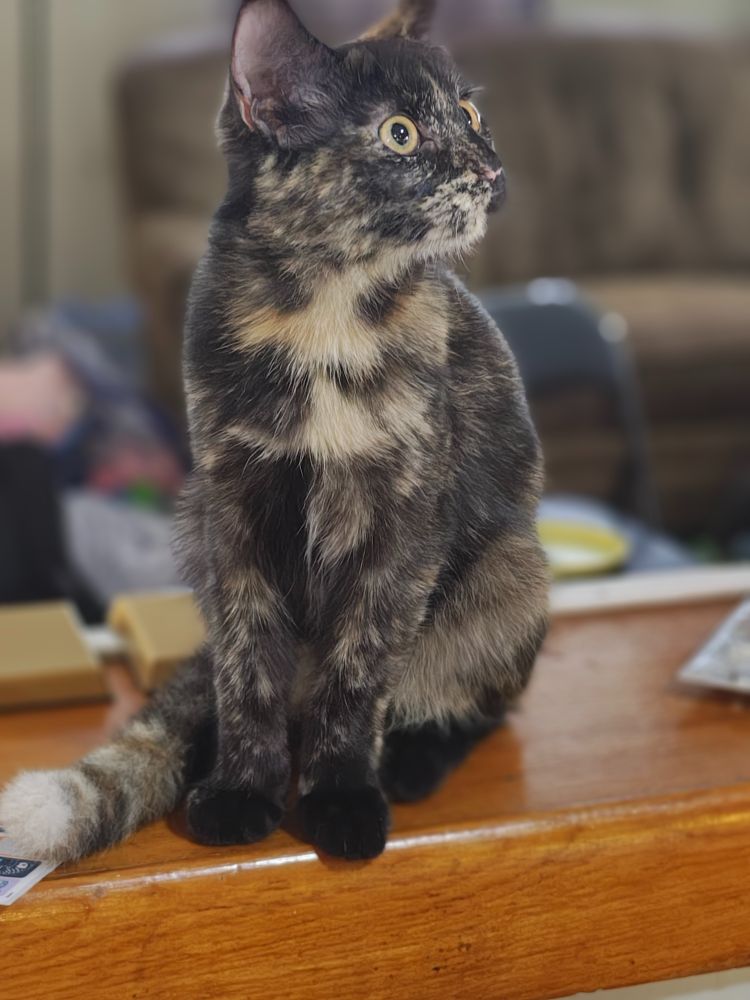 Gizmo the tortoise shell cat