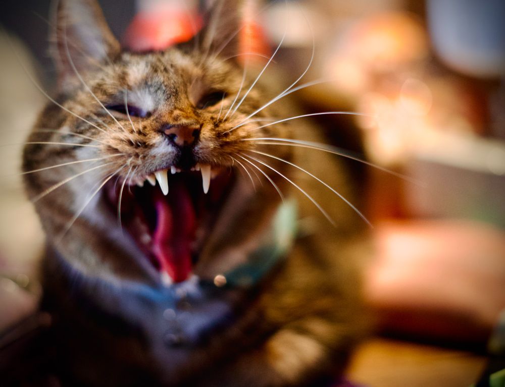A tabby cat showing his big front teeth and tongue 