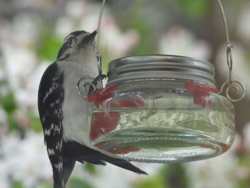 A female Downey woodpecker feeds at a hummingbird feeder.
