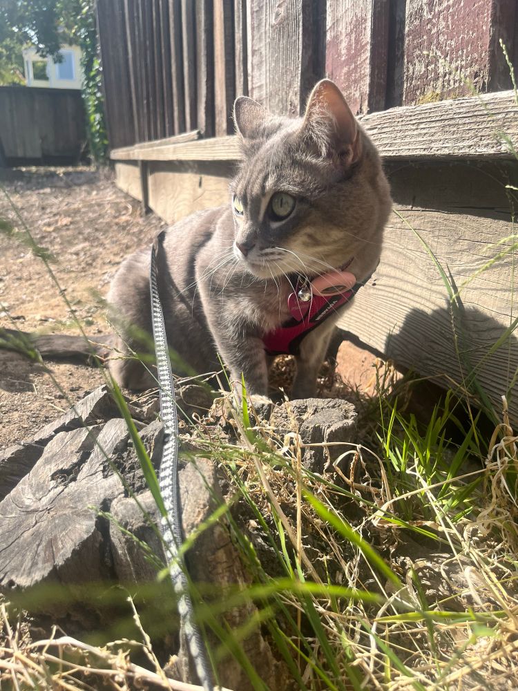 grey tabby cat in a pink harness with skull & crossbones leash looking fly 