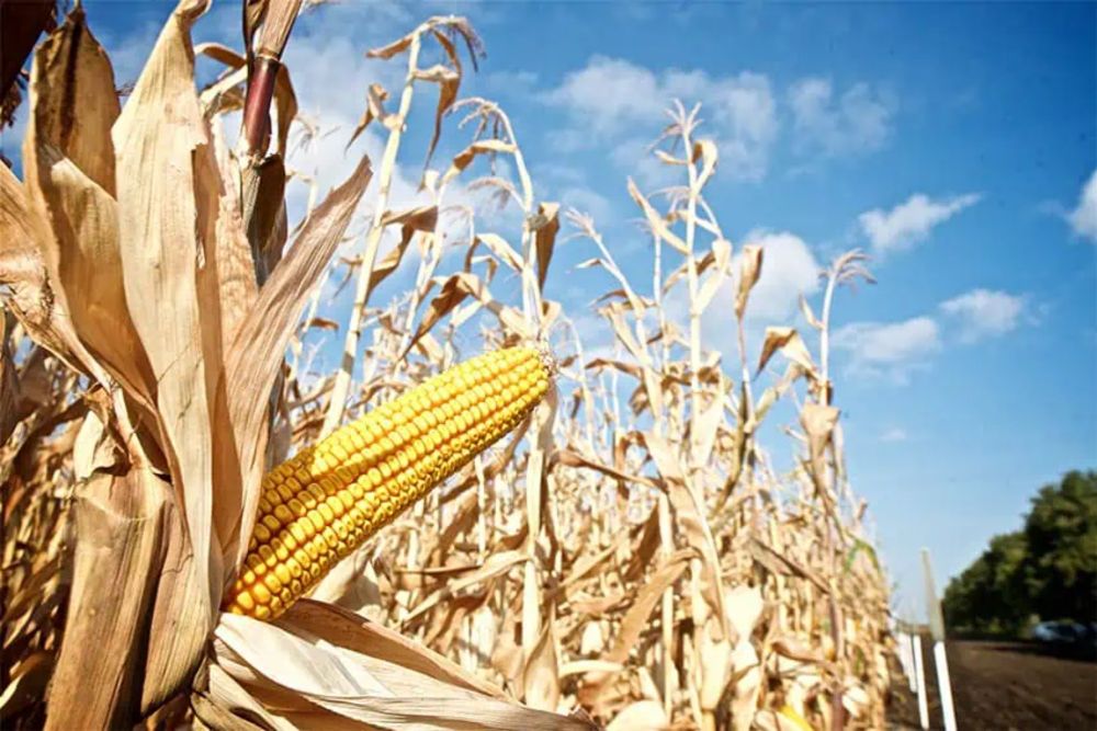 After a 4-year legal battle, Monsanto drops lawsuit against Mexico's GM corn ban