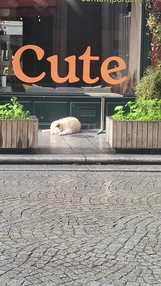 chien blanc couché devant une boutique avec marqué cute sur la vitre