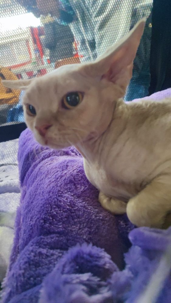 Devon rex chat