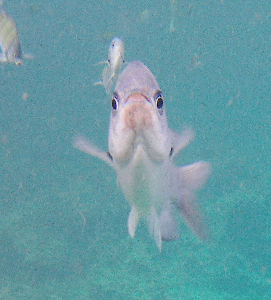 An indo-pacific sergeant staring right down the lens.