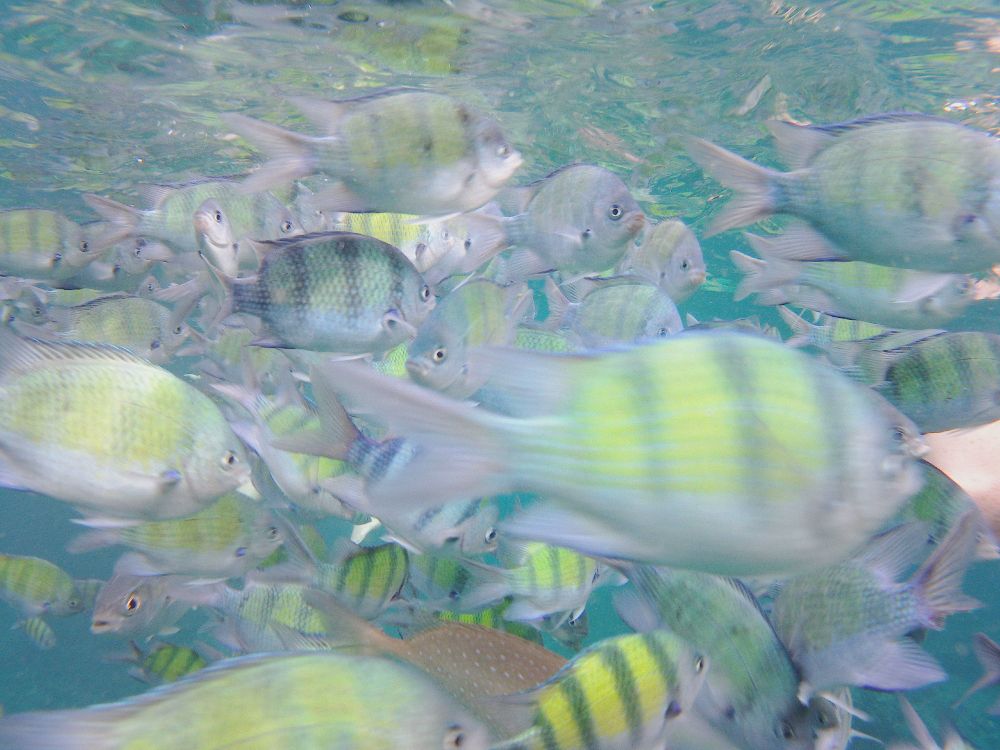 A school of indo-pacific sergeants.
