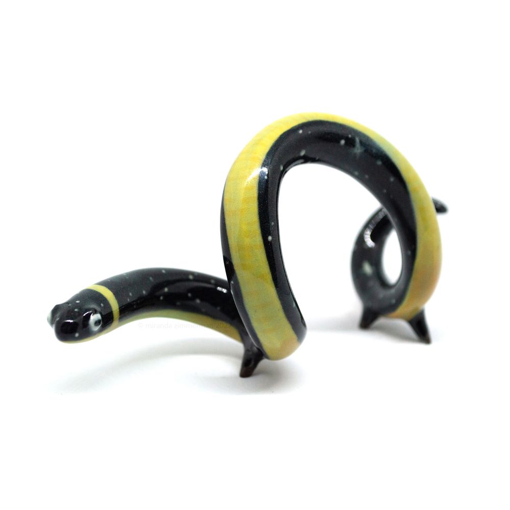 A long and spindly salamander with a looping body. The pattern is based on a ringneck snake, with a yellow-red gradient belly and black on top.  The black areas have stars. 