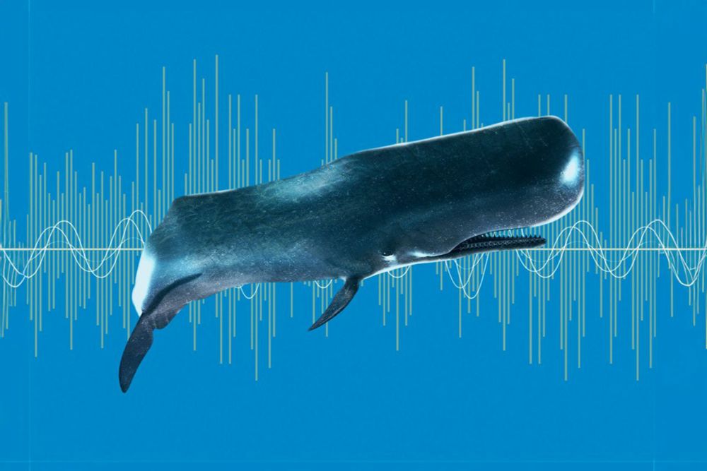 AI could let us talk to whales. Experts say maybe we shouldn’t