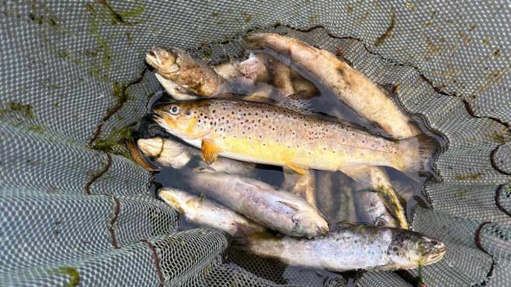 The Environmental Protection Agency (EPA) does not believe anything in the wastewater from the North Cork Co-Op creamery could have caused the large fish on the River Blackwater three in Co Cork weeks...