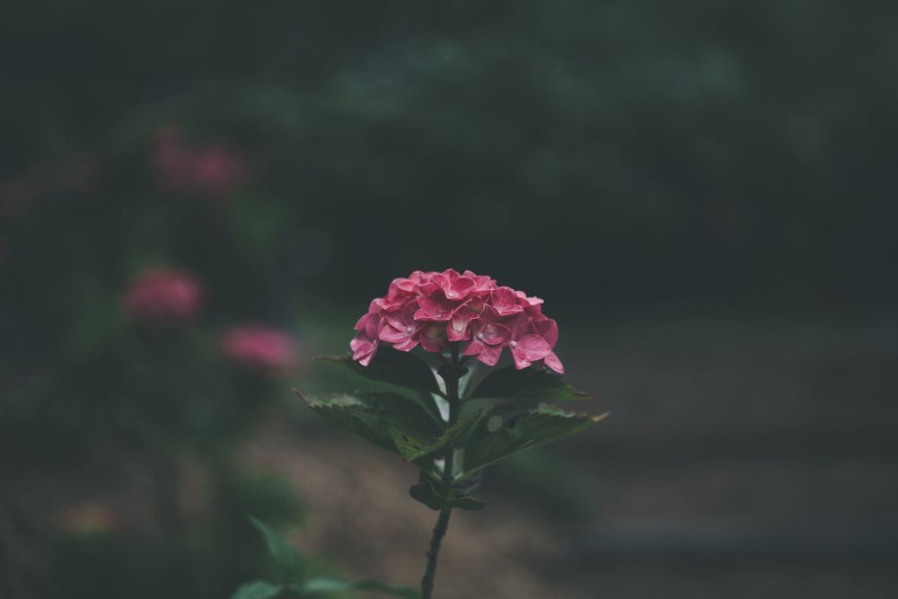 Comment image