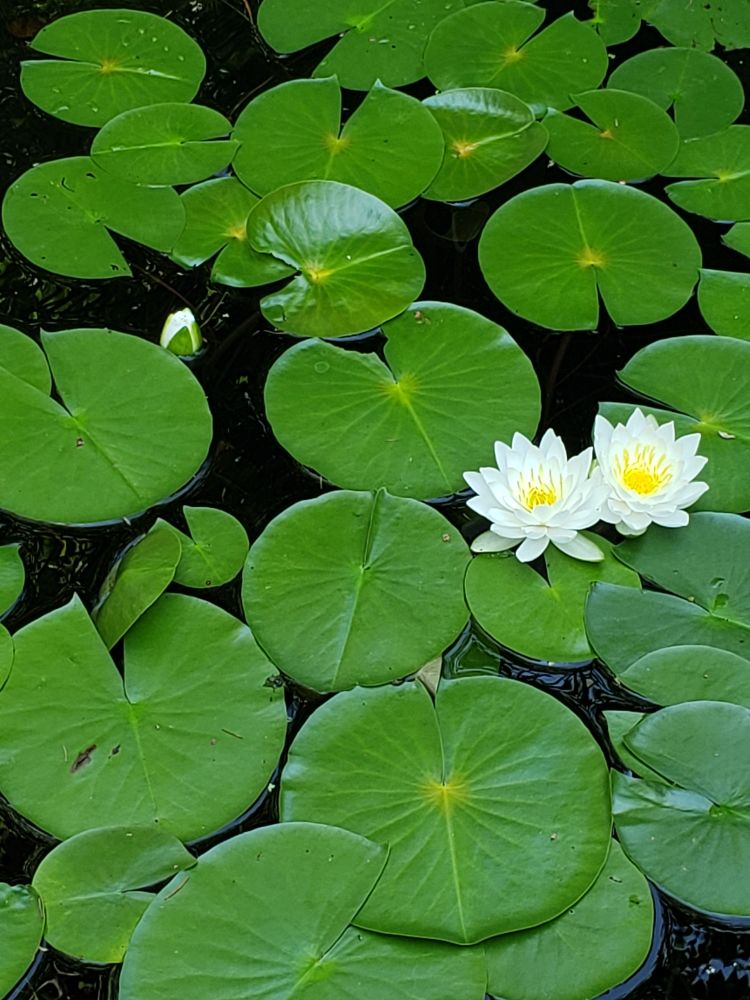 White lollies in the pond.