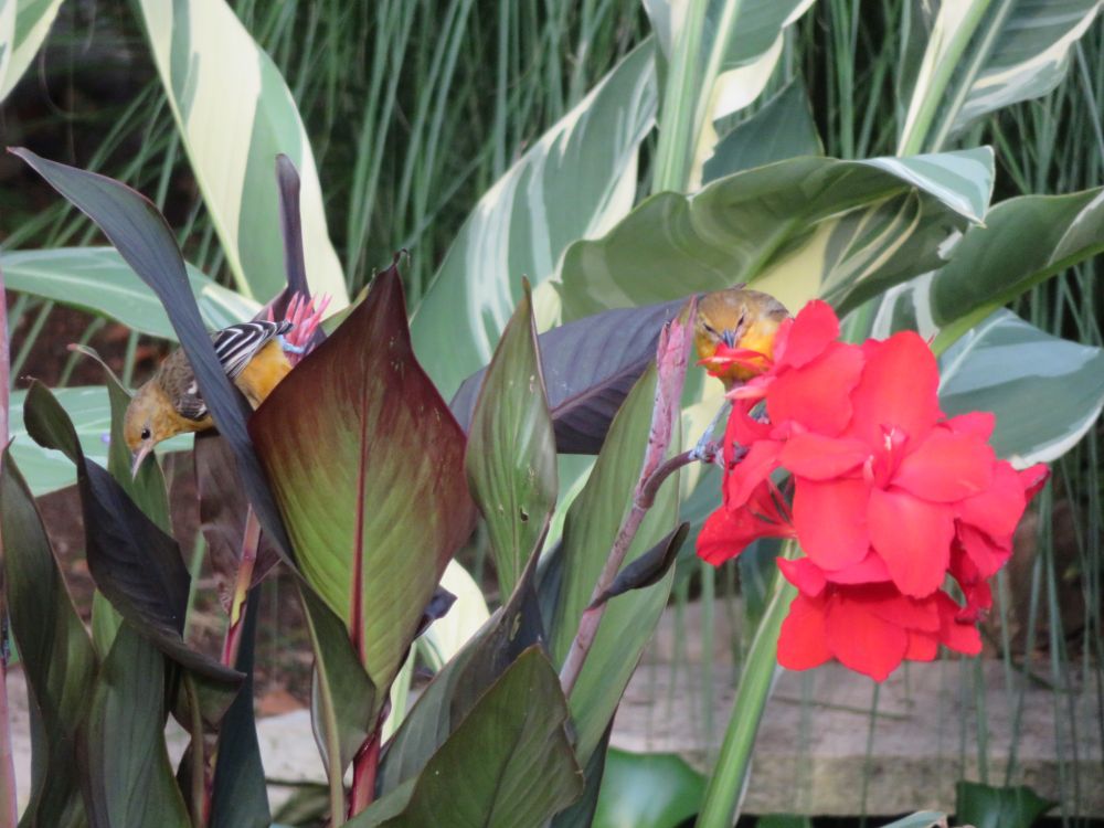 2 Baltimore orioles searching for a bite to eat in canna lillies.
