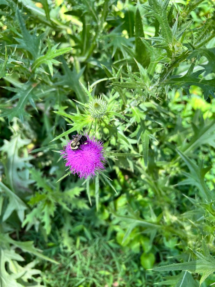 Larger bee on a fuchsia thistle flower.